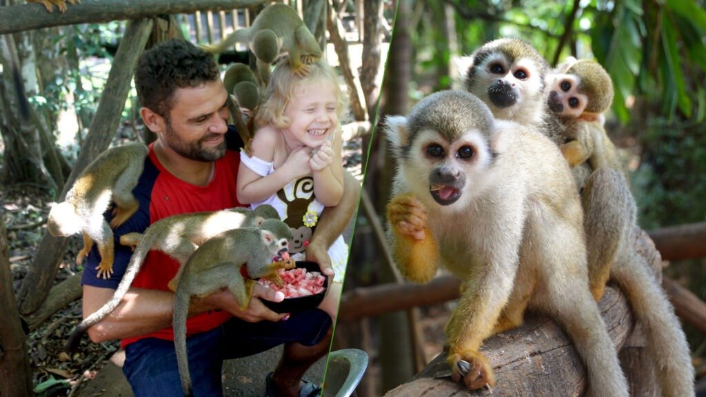 Remax Atlantis - monkeyjungle dr